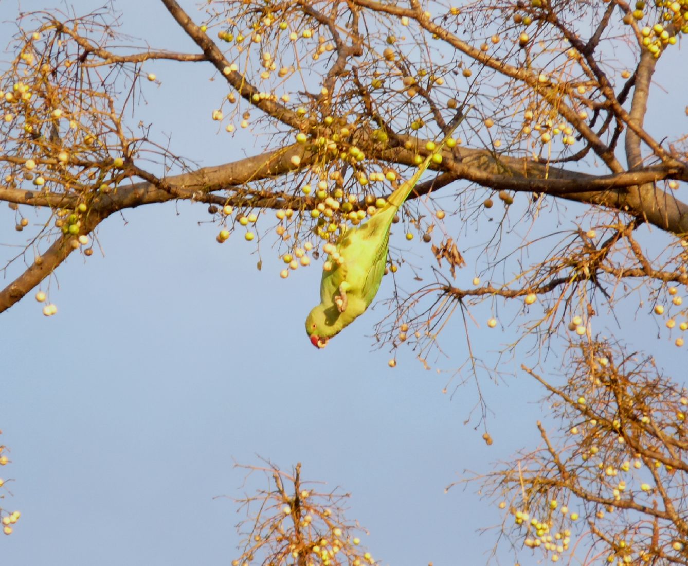 L''albero dei parrocchetti - Melia azedarach